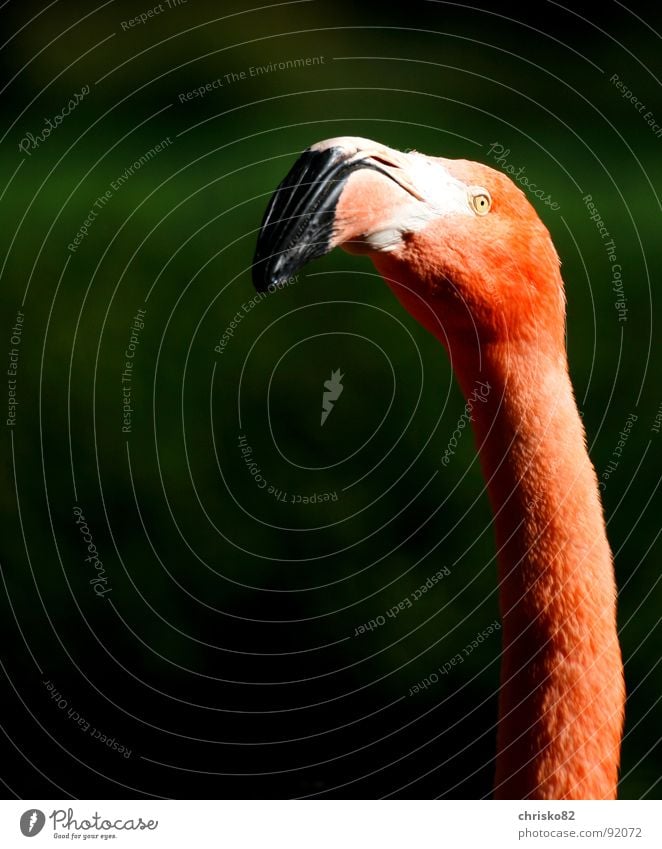 Mr. Pink Flamingo rosa Zoo Florida Miami Ferien & Urlaub & Reisen Tier Vogel Schnabel Körperhaltung Hals langer Hals bird Kotrast