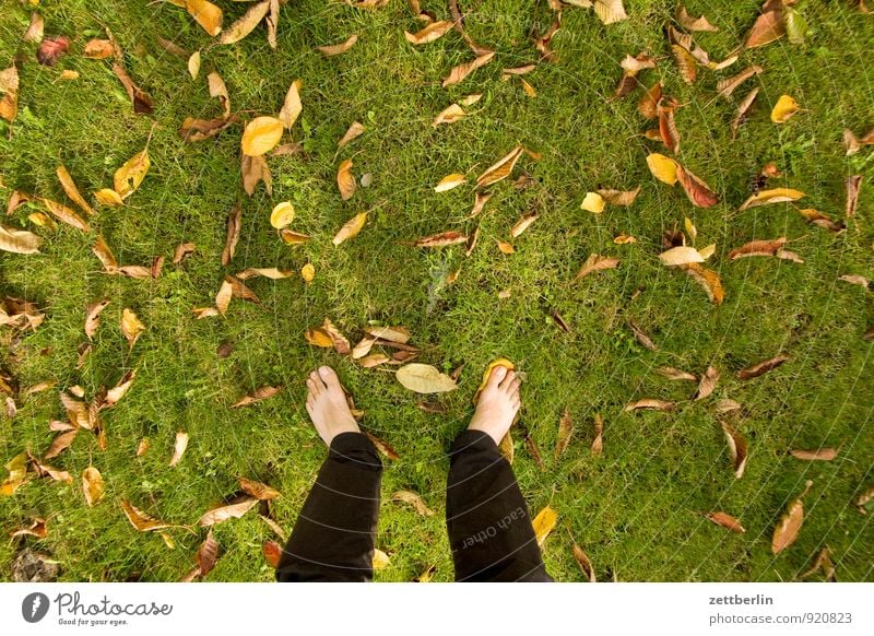 Stehen am Textfreiraum Garten Herbst Schrebergarten Wiese Rasen Gras Blatt Herbstlaub mehrfarbig stehen Fuß nackt Zehen Vogelperspektive Mensch standhaft warten