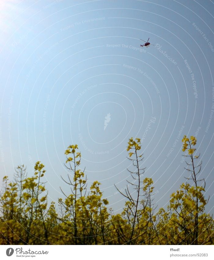 helifield Raps Rapsfeld gelb Hubschrauber Frühling Himmel blau Sonne Käfer Luftverkehr Heli