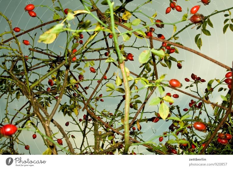 Angeblitzte Hagebutten Garten Herbst Schrebergarten Hundsrose Frucht Beeren Ernte Herbstfärbung Saison Himmel Wolken Sträucher Rose kletterrose Wildrosen Ranke