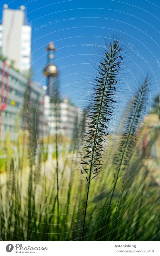 Türme Umwelt Natur Pflanze Himmel Wolkenloser Himmel Sommer Wetter Schönes Wetter Gras Wiese Wien Österreich Stadt Hauptstadt Haus Hochhaus Turm Bauwerk Gebäude