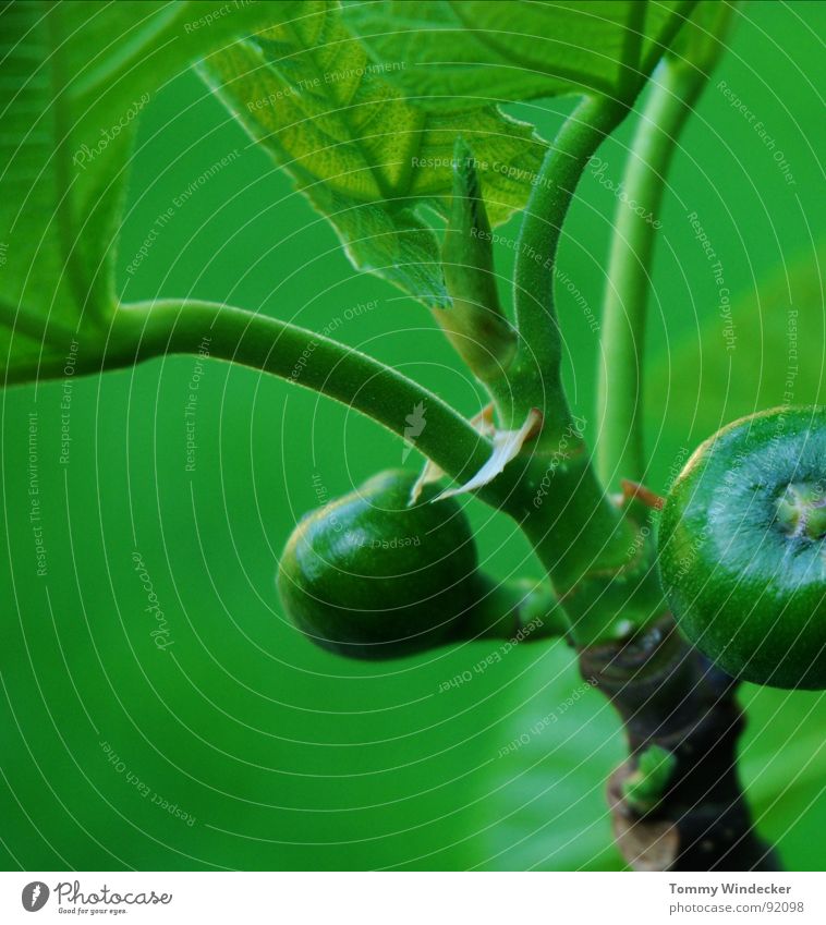 Ficus carica Pflanze Feigenbaum Baum Feigenblatt Blattgrün Stengel fruchtig saftig vitaminreich Sommer Frühling giftgrün Grünpflanze Garten Wachstum