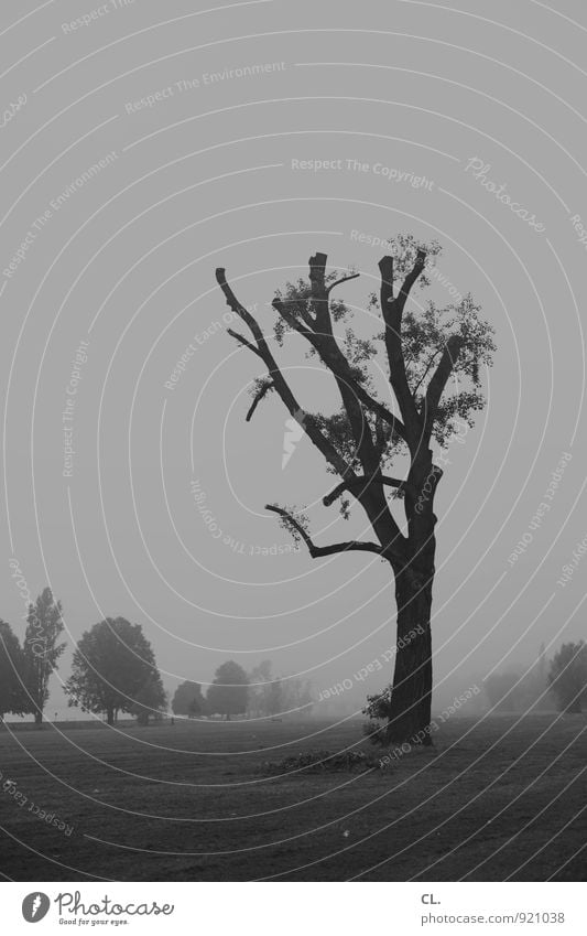 stehen geblieben Umwelt Natur Landschaft Himmel Klima Klimawandel Wetter schlechtes Wetter Unwetter Wind Sturm Nebel Baum Park Wiese Düsseldorf Menschenleer