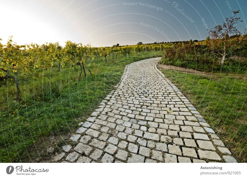 die alte Straße II Umwelt Natur Landschaft Pflanze Himmel Wolkenloser Himmel Sonnenaufgang Sonnenuntergang Herbst Wetter Schönes Wetter Baum Gras Sträucher