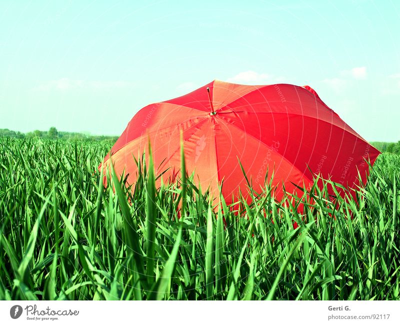 once again... charmant Sonnenschirm Schutzausrüstung Regenschirm rot Sommer Feld Kornfeld frisch mehrfarbig grün-rot Landwirtschaft Wind Halm Bewegung