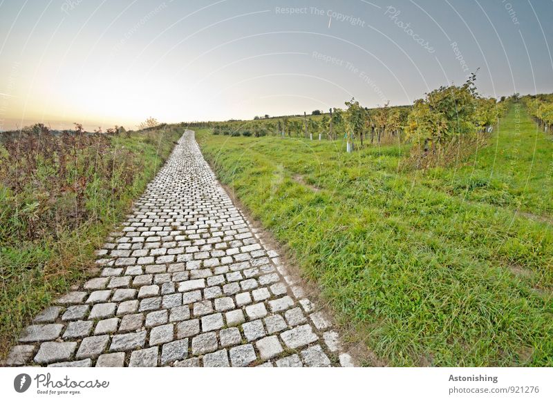 die alte Straße Umwelt Natur Landschaft Pflanze Himmel Wolkenloser Himmel Horizont Sonnenaufgang Sonnenuntergang Herbst Wetter Schönes Wetter Gras Sträucher