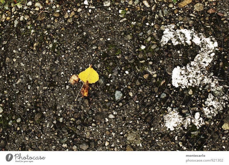 3 Umwelt Natur Herbst Pflanze Blatt Grünpflanze Wildpflanze Stein Ziffern & Zahlen alt dunkel dünn authentisch einfach kalt klein natürlich trist trocken