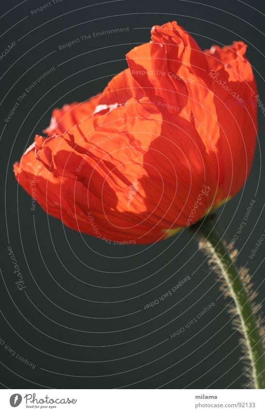 Applaus für den Klatschmohn! Mohn Blume Sommer Feld mehrfarbig rot entfalten Härchen Blüte Blütenblatt zart Stengel Kontrast Beleuchtung Blühend Wildtier