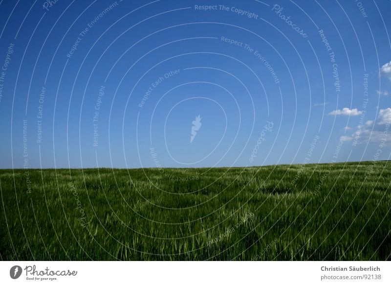 Ein Stück vom Himmel Wolken Horizont Kornfeld glänzend Feld Landwirtschaft weiß grün Erholung Gerste Gerstenfeld Frühling blau friedlich Grönemeyer