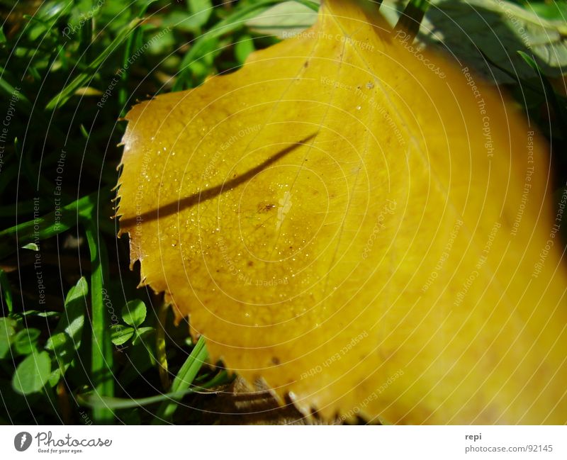 Herbst Blatt gelb grün Umwelt Natur fallen leaf