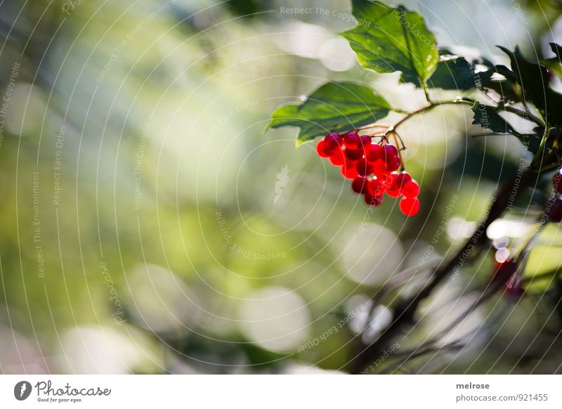 beeriges Bokeh Natur Pflanze Sonne Sonnenlicht Sommer Schönes Wetter Baum Sträucher Blatt Blüte Wildpflanze rote Beeren Waldfrüchte Mehlbeeren Blühend entdecken