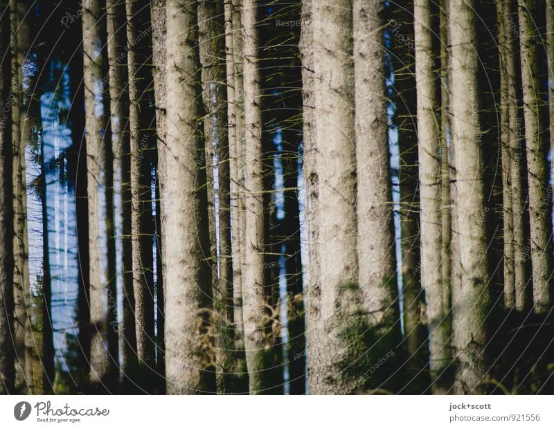 ein Wald doppelt vor lauter Bäumen harmonisch Herbst Nadelbaum Baumstamm lang natürlich viele Wärme Kraft Einigkeit Idylle Inspiration Klima Natur