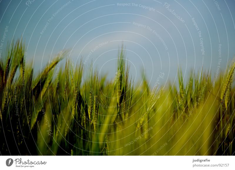 Gerste Feld Ackerbau grün Sommer Wachstum gedeihen Landwirtschaft Lebensmittel Ähren Vegetarische Ernährung Getreide Himmel blau Ernte rispen