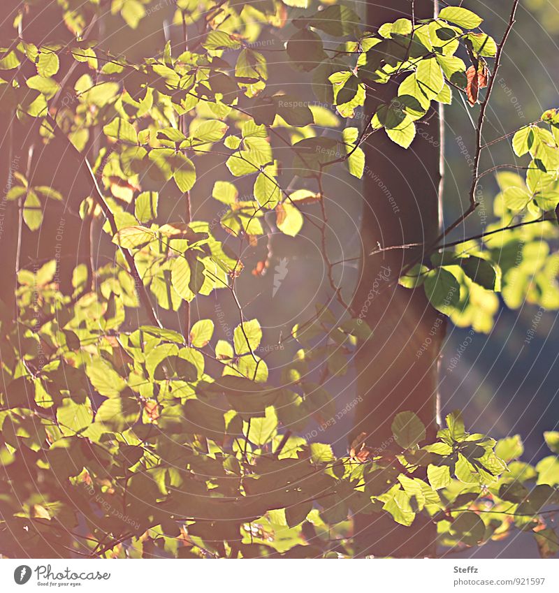 Buchenlaub in warmem Oktoberlicht Laubbaum Lichtschimmer heimisch spätsommerlich Spätsommer Indian Summer Altweibersommer warmes Herbstlicht Waldstimmung