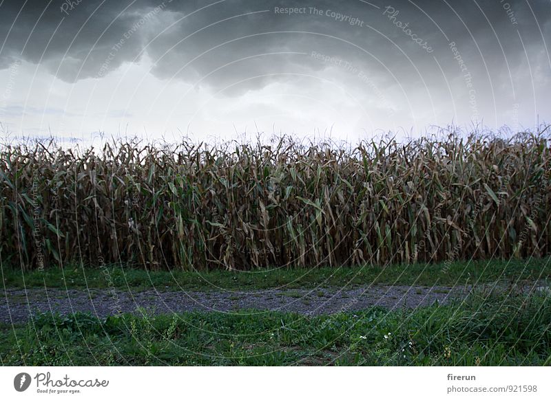 Maisfeld Natur Landschaft Pflanze Erde Himmel Wolken Gewitterwolken Herbst Wetter schlechtes Wetter Unwetter Wind Blatt Nutzpflanze Maisanbau Maiskolben