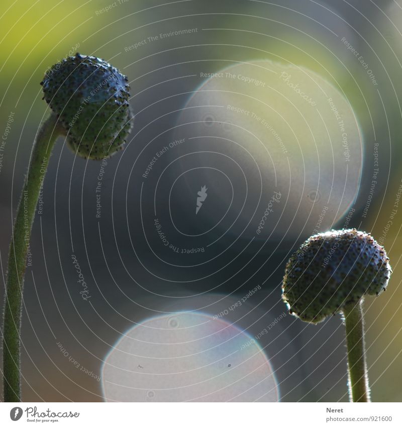 Spiel im Licht Natur Pflanze Blume Blüte Spielen ästhetisch blau braun grün achtsam Partnerschaft elegant Zuneigung Farbfoto Gedeckte Farben Außenaufnahme