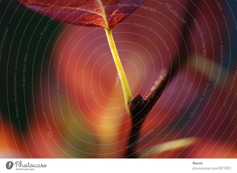 Nachwuchs in Sicht Natur Pflanze Herbst Blatt Park Zeichen alt ästhetisch braun rot Senior Beginn Farbfoto Außenaufnahme Nahaufnahme