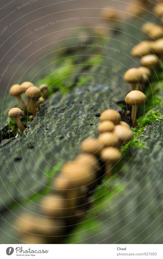 Reihen Pilz Lebensmittel Ernährung Essen Mittagessen Abendessen Bioprodukte Gesunde Ernährung wandern Umwelt Natur Pflanze Herbst Nutzpflanze Wald Fitness