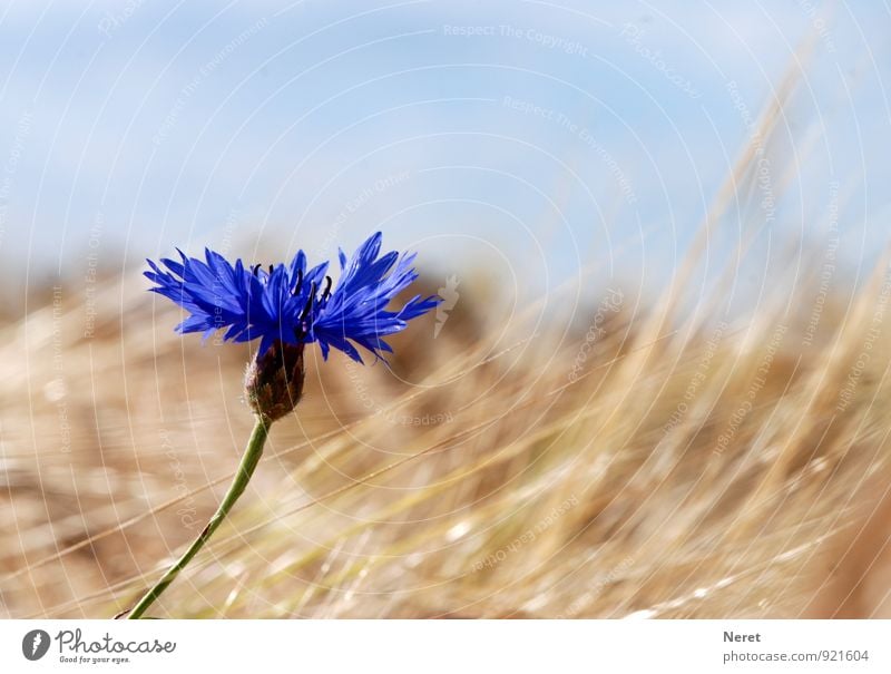 Kornblume vor Weizenfeld Natur Pflanze Himmel Blume Blüte Flockenblume Feld Rückeroberung leuchten ästhetisch blau wie früher tief blau Farbfoto Außenaufnahme