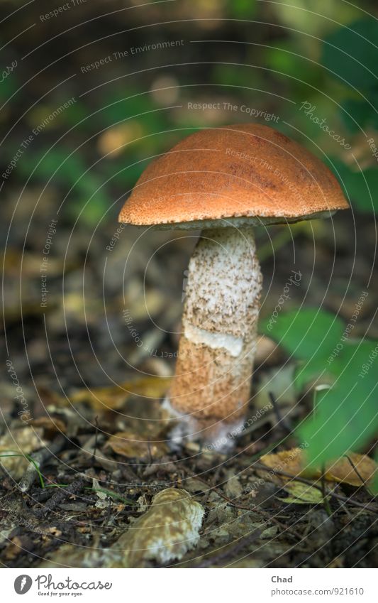 Braun Pilz Lebensmittel Pilzhut Pilzsucher Ernährung Essen Mittagessen Abendessen Bioprodukte Umwelt Natur Pflanze Erde Waldboden Glückskind entdecken wandern