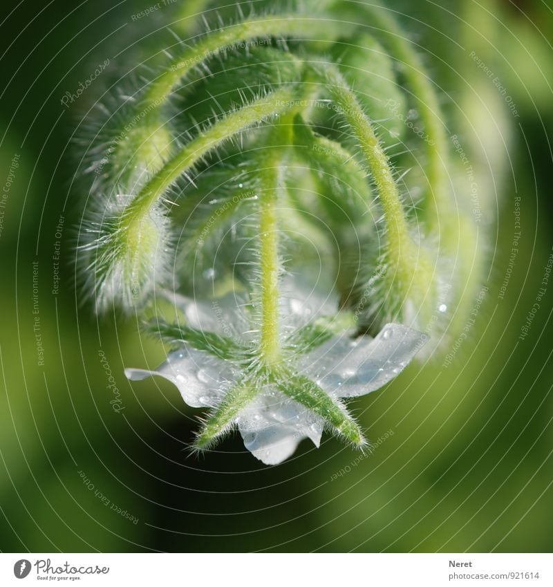 Borretsch weiß blühend Natur Pflanze Blüte Nahrung ästhetisch grün Frische Farbfoto Außenaufnahme Detailaufnahme