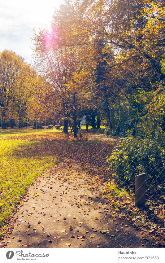 goldener Herbst Umwelt Natur Landschaft Himmel Sonne Sonnenlicht Klima Wetter Schönes Wetter Pflanze Baum Gras Sträucher Blatt Grünpflanze Wildpflanze Laubbaum