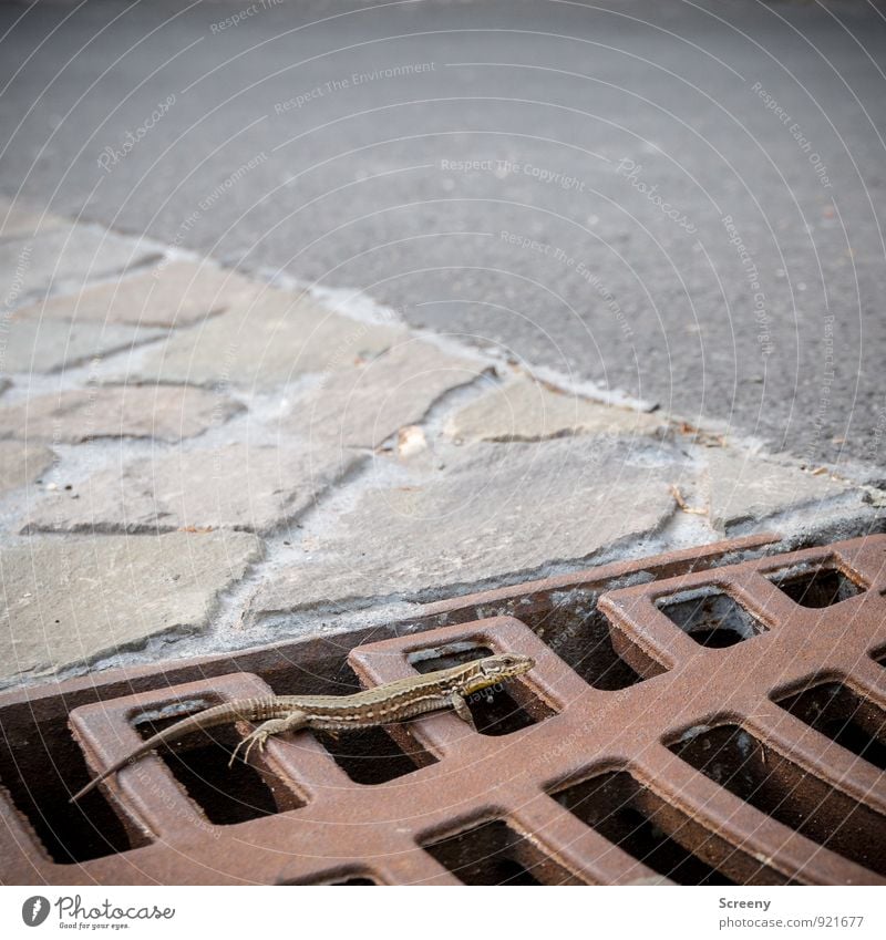 Aufm Rost abhängen Natur Tier Echsen Echte Eidechsen 1 Stein krabbeln liegen klein Gelassenheit geduldig ruhig Gully Asphalt Bodenbelag Farbfoto Außenaufnahme