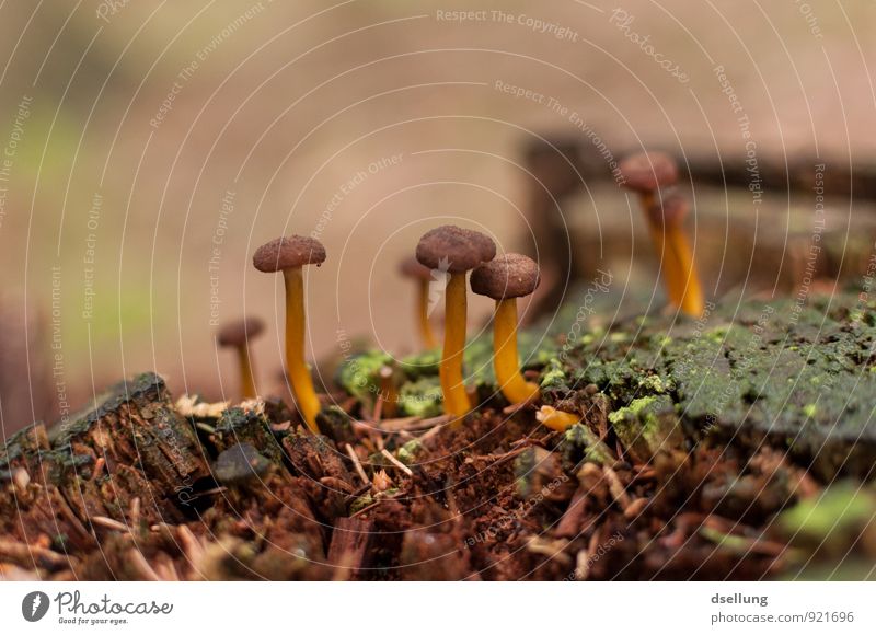 Kolonie Umwelt Natur Pflanze Herbst Baum Moos Pilz Pilzhut Baumstumpf Wald frisch Gesundheit natürlich schleimig braun grün orange feucht Pilze suchen Farbfoto