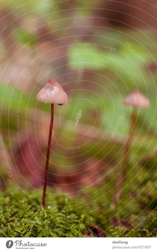 Zweisam Umwelt Natur Pflanze Herbst Pilz Pilzhut Wald dünn einfach elegant frisch Gesundheit Zusammensein lang nachhaltig nackt natürlich saftig wild braun grün