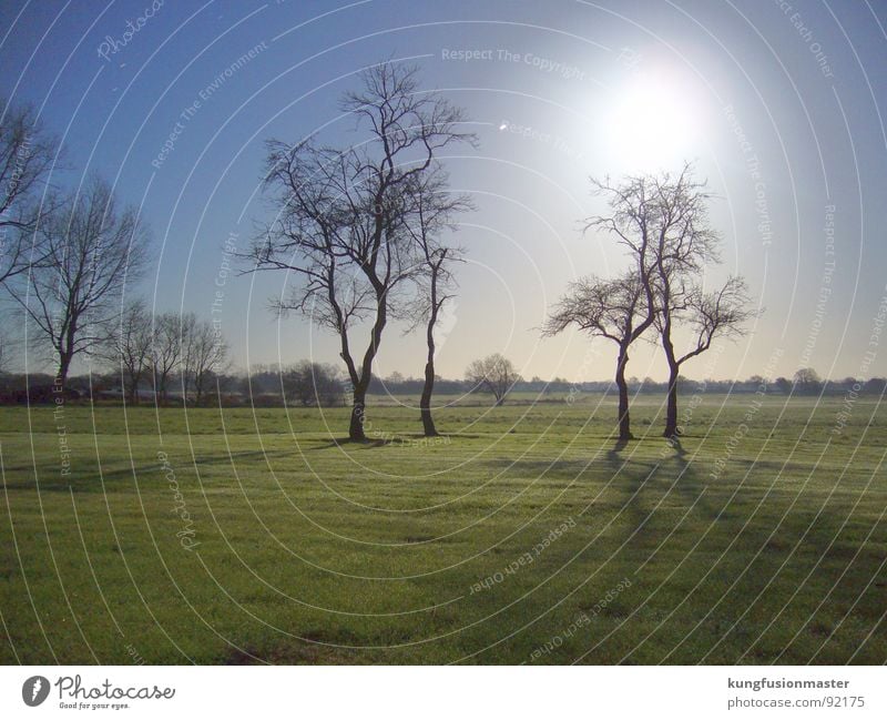 mondnacht im dezember III Werwolf Nacht Nachtaufnahme dunkel Wiese Gras Baum Langzeitbelichtung Himmelskörper & Weltall Mond Landschaft käsebrötchen