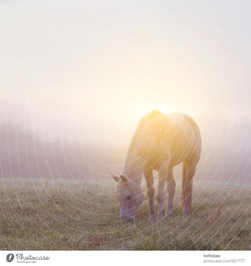 jwd Umwelt Natur Landschaft Pflanze Tier Wolkenloser Himmel Herbst Wetter Schönes Wetter Nebel Grünpflanze Wiese Feld Fressen Pferd Nutztier Weide ruhig