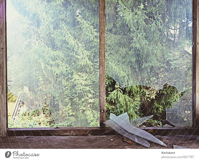 Das Fenster zum Wald. Häusliches Leben Wohnung Garten Hausbau Renovieren Umzug (Wohnungswechsel) Natur Sonnenlicht Sommer Herbst Schönes Wetter Baum kaputt