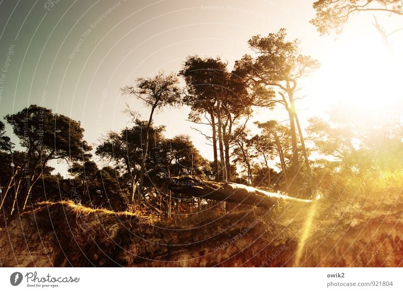 Nordlicht Umwelt Natur Landschaft Pflanze Baum Holz leuchten Idylle Wolkenloser Himmel Weststrand Küste Demontage Am Rand Farbfoto Außenaufnahme Menschenleer