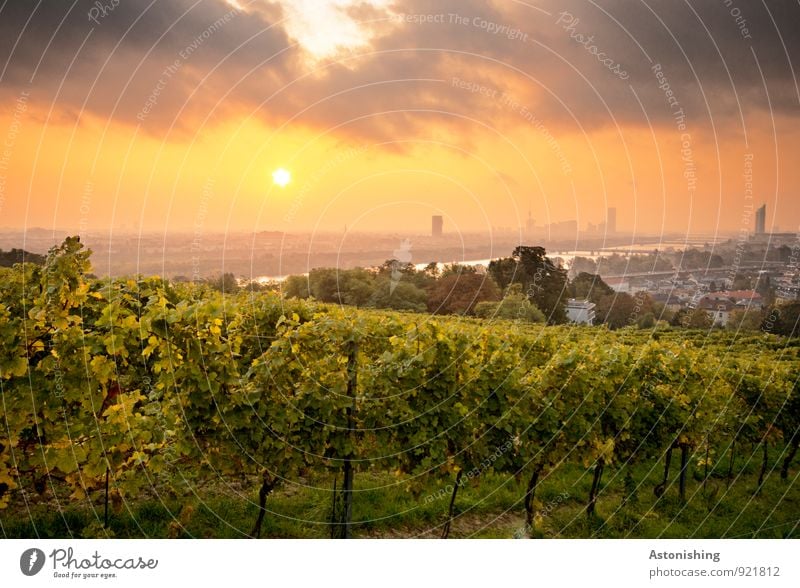 Morgen über Wien 5 Umwelt Natur Landschaft Pflanze Himmel Wolken Horizont Sonne Sonnenaufgang Sonnenuntergang Herbst Schönes Wetter Baum Gras Sträucher Hügel