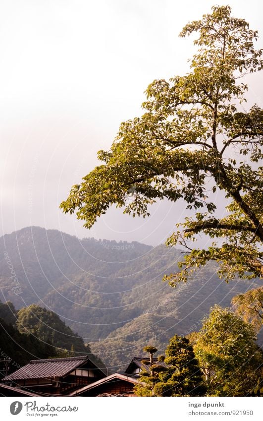 Kirschlaub Umwelt Natur Landschaft Pflanze Herbst Baum Japan Dorf Kansai Ferien & Urlaub & Reisen Tourismus Blatt Laubbaum Herbstlaub Außenaufnahme Menschenleer