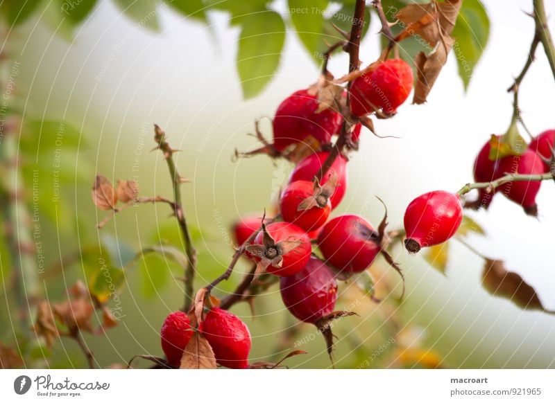 Hagebutten Hundsrose Rosengewächse rot Beeren Blatt reif Juckreiz kratzen Samen Frucht Pflanze pflanzlich Ast grün Sommer Herbst herbstlich Natur natürlich