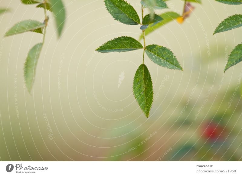 Hagebutte Hundsrose Hagebutten Rosengewächse rot Beeren Blatt reif Juckreiz kratzen Pflanze pflanzlich Ast grün Sommer Herbst herbstlich Natur natürlich Botanik