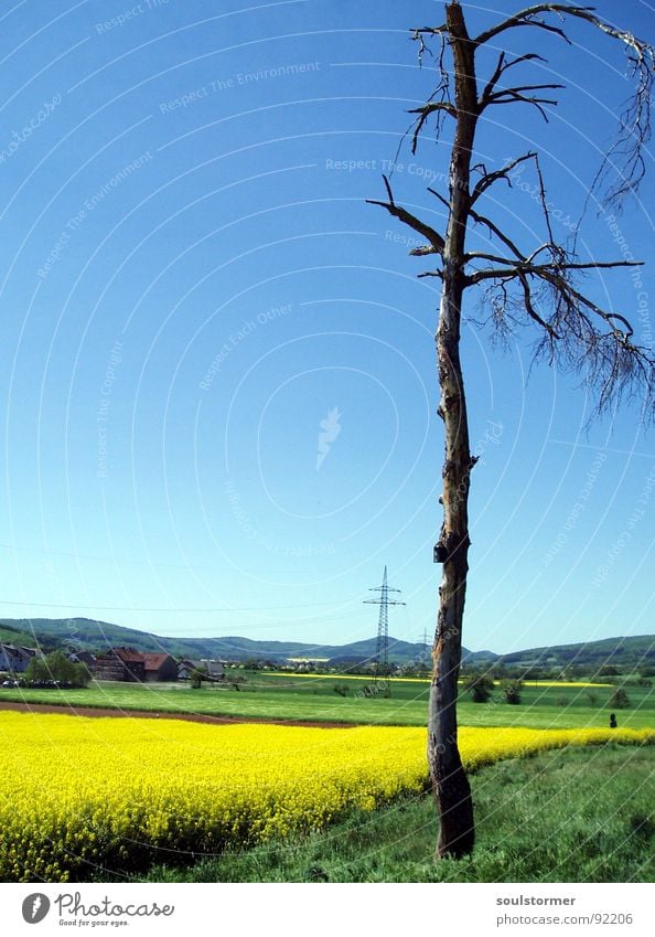 Ja er lebt noch... Raps Pflanze gelb grün Frühling Feld Rapsfeld Landwirtschaft Honig Biene Blüte Blume ökologisch Strommast Elektrizität Quadrat Baum Wolken