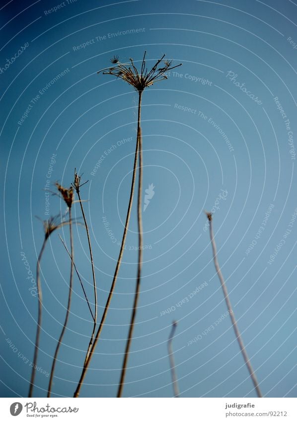 Vom letzten Sommer Pflanze trocken stachelig Doldenblütler Tod Pflanzenteile welk Wildpflanze Ende Umwelt Botanik Naturphänomene Herbst Vergänglichkeit