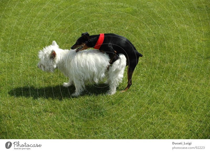 I feeeeel good ... Hund Westhighland-Terrier schwarz weiß Fertilisation Welpe Gras Zufriedenheit Ausdauer Halstuch Fell Verkehr Stil Zeuge heiß Sommer Säugetier