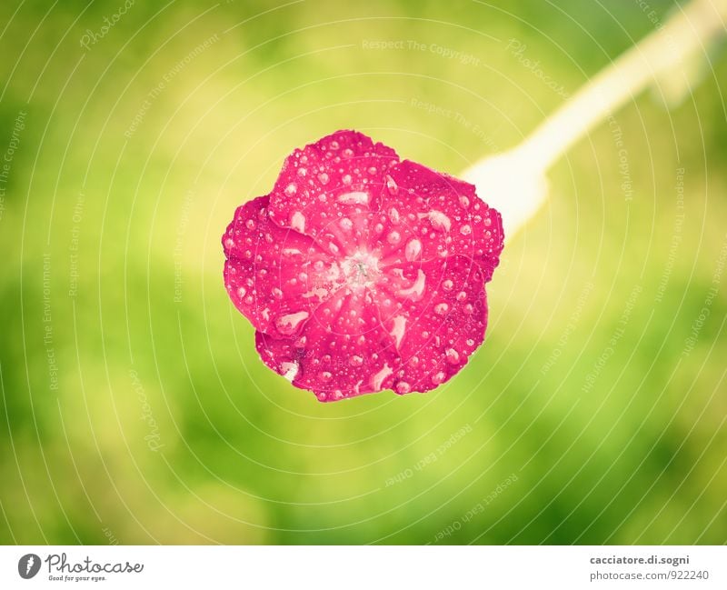 Sommergewitter Natur Pflanze Wassertropfen Blume Blüte Wildpflanze Blühend Freundlichkeit Fröhlichkeit frisch klein nah nass oben verrückt grün orange rot Glück