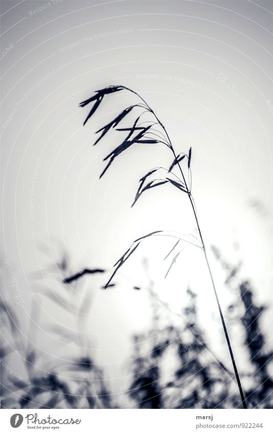 Tristesse zum 1.November Natur Sommer Herbst Pflanze Wildpflanze Gras dünn authentisch einfach gruselig kalt Trauer Müdigkeit Enttäuschung Einsamkeit Farbfoto