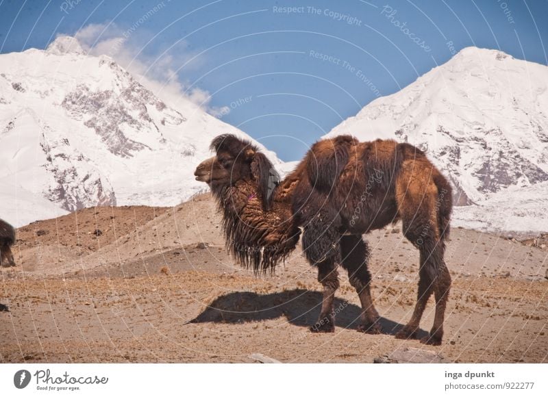 Vier Höcker Umwelt Natur Landschaft Tier Urelemente Erde Himmel Wolkenloser Himmel Schönes Wetter Eis Frost Felsen Berge u. Gebirge Hochgebirge Gipfel