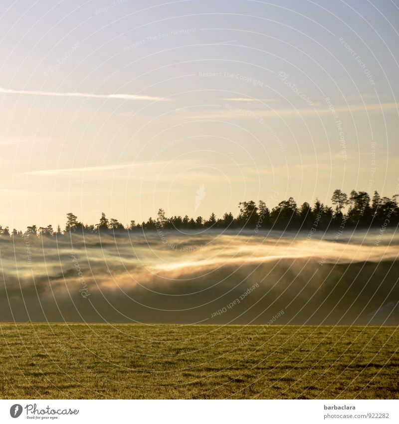 Nebelgespenst Natur Landschaft Luft Himmel Sonne Herbst Wiese Wald leuchten außergewöhnlich hell Stimmung bizarr Klima Sinnesorgane Surrealismus Umwelt Farbfoto