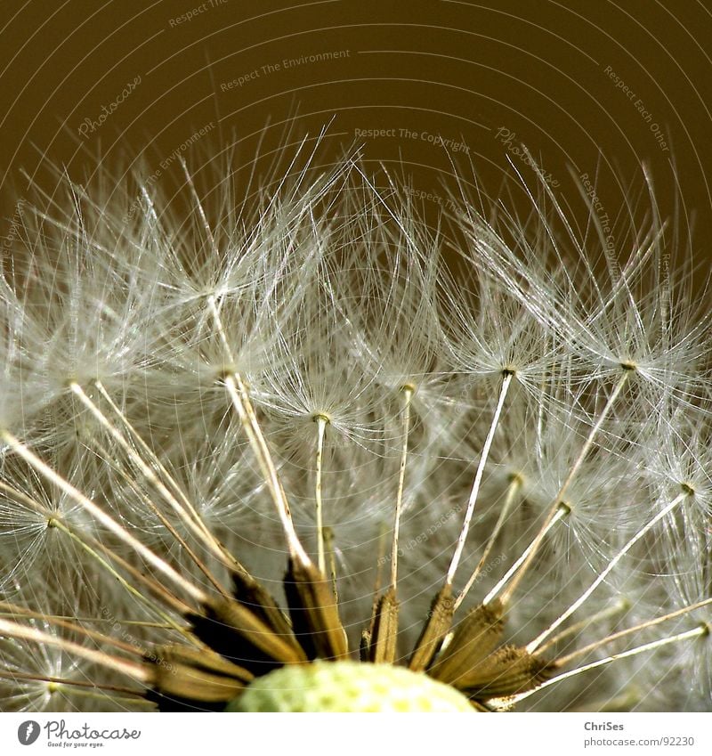 Startbereit Löwenzahn blasen braun weiß Frühling Sommer Fallschirm fliegen Blume Pflanze Makroaufnahme Nahaufnahme Samen ChriSes