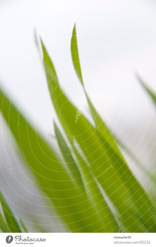 Getreidefeld Anfang April grün Wiese Weizen Feld Landwirtschaft Weizenfeld Halm Wachstum Reifezeit ökologisch Frühling Natur Rasen Landschaft Kornfeld