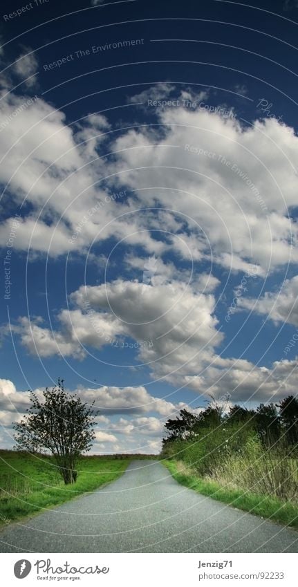 endlos. Wolken gehen Gras Wiese Baum planlos Ewigkeit geradeaus Unendlichkeit Himmel Wege & Pfade laufen Straße Ziel Ferne Linie way go to go forward straight