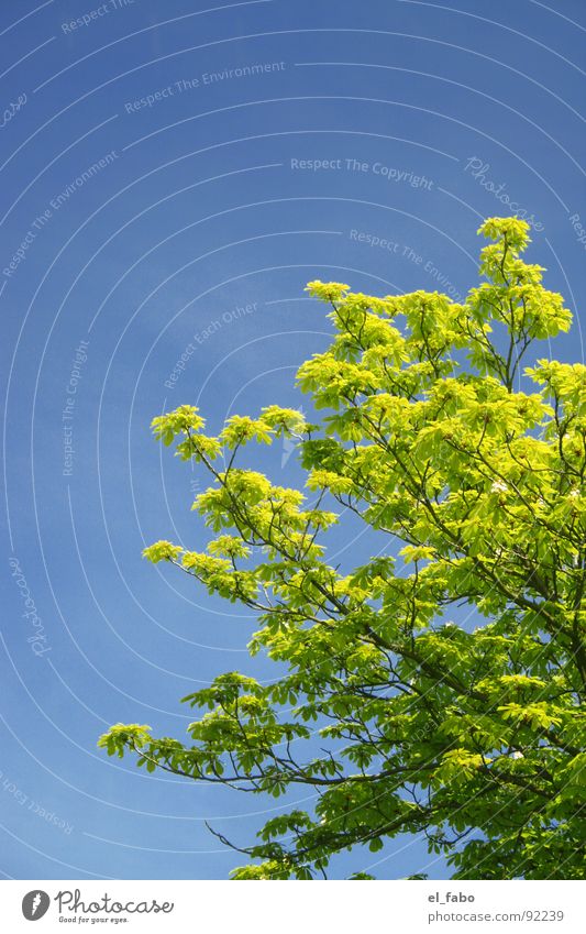 das war der sommer für dieses jahr ;-) Baum grün Frühling Sommer Wolken Physik Himmel blau Wärme titten raus usw usf.