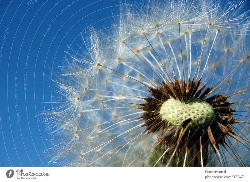 Halbglatze Löwenzahn Sommer blasen Fortpflanzung Hand Blumenstrauß Frühling Samen jucken Wind wehen Pflanze Natur Garten Himmel