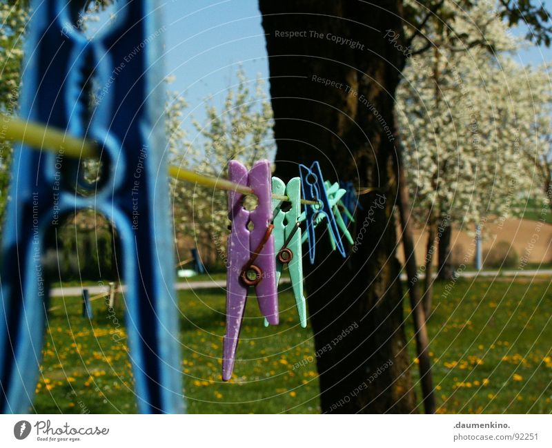 à Leine Schnur Wäsche Klammer Wäscheklammern mehrfarbig Frühling Baum Blüte Blume Eisen Gummi Haushalt Seil Garten Natur Straße Statue gebraucht used Himmel